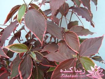 گیاهان آپارتمانی 